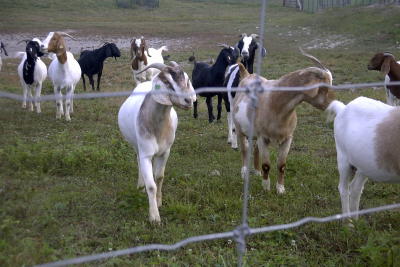 Cattle Fence Panels High Tensile Cattle Wire Fence By Stay Tuff